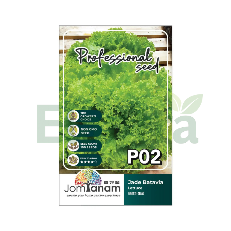 P02 LETTUCE